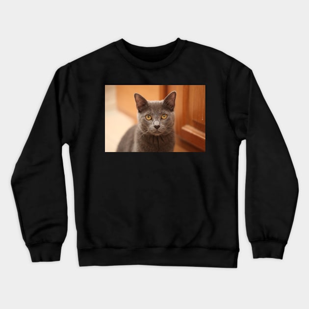 Russian Blue Kitten Crewneck Sweatshirt by Kelly Louise Art